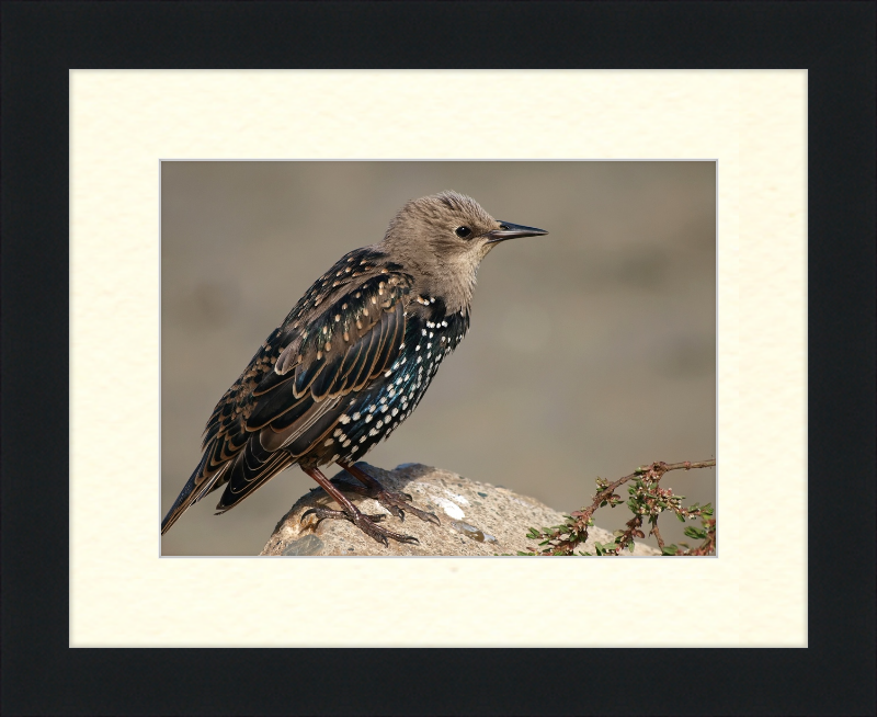 Sturnus vulgaris - Great Pictures Framed