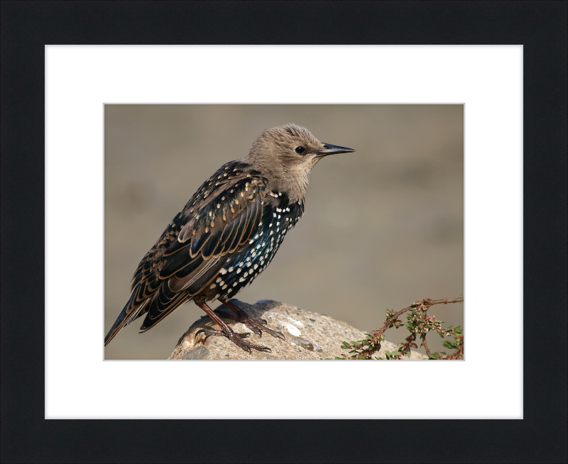 Sturnus vulgaris - Great Pictures Framed