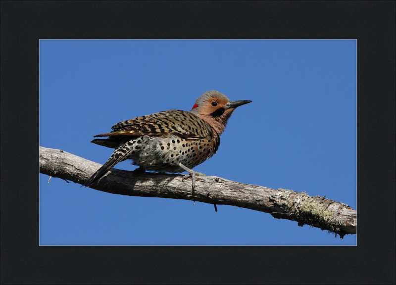 Colaptes Auratus (2) - Great Pictures Framed