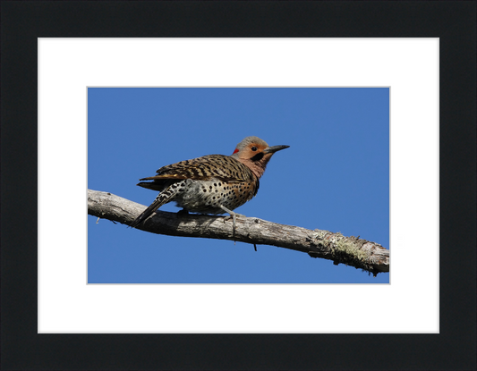 Colaptes Auratus (2) - Great Pictures Framed