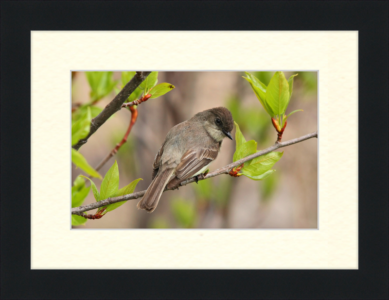 Sayornis phoebe - Great Pictures Framed