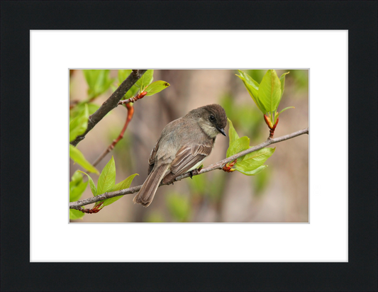 Sayornis phoebe - Great Pictures Framed