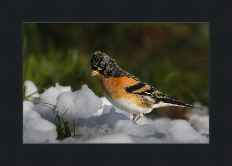 Pinson du Nord - Great Pictures Framed