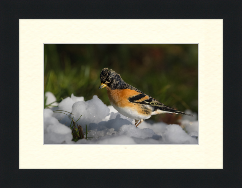 Pinson du Nord - Great Pictures Framed