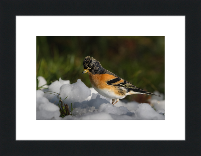 Pinson du Nord - Great Pictures Framed