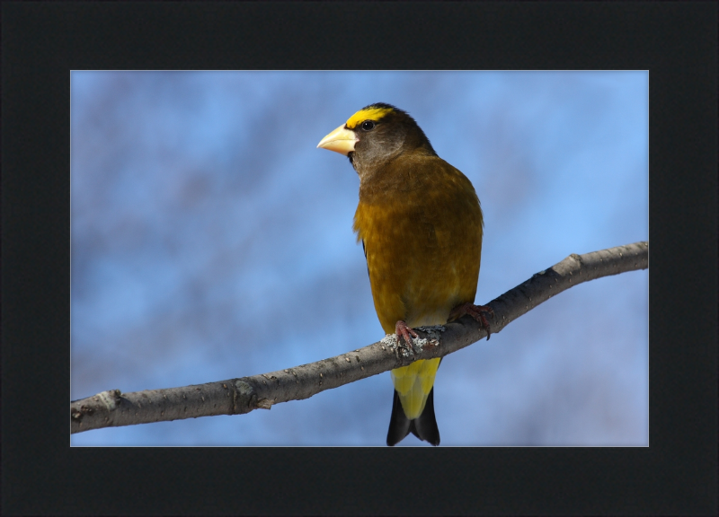 Hesperiphona Vespertina - Great Pictures Framed