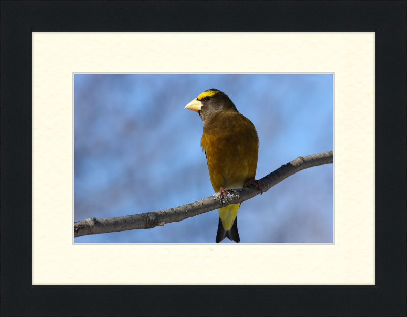 Hesperiphona Vespertina - Great Pictures Framed