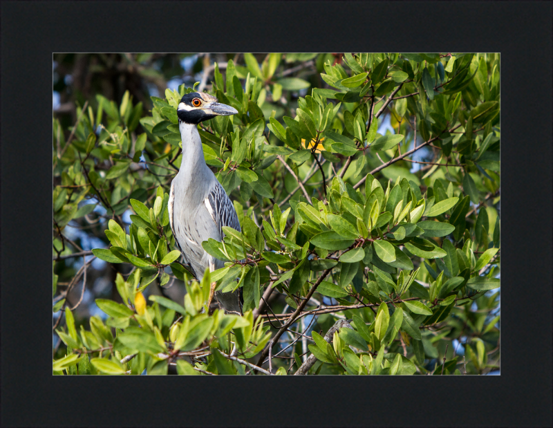 Yellow Crowned Night Heron in la Manzanilla Mexico - Great Pictures Framed