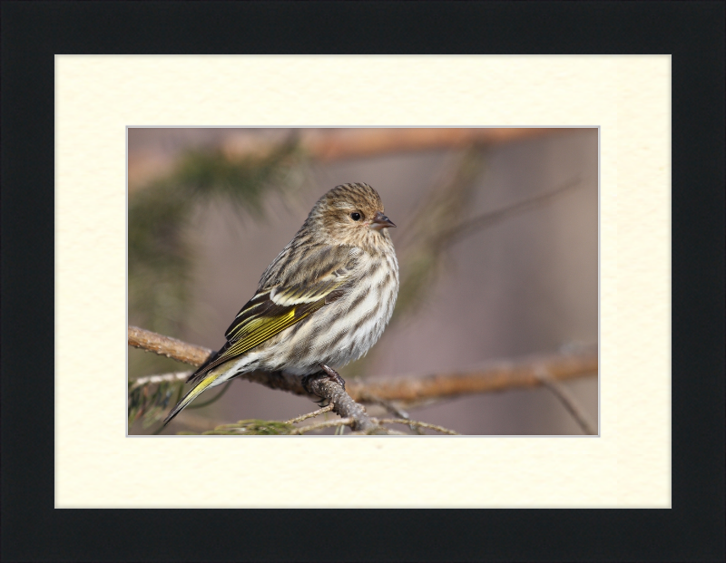 Grey-Brown Pine Siskin - Great Pictures Framed