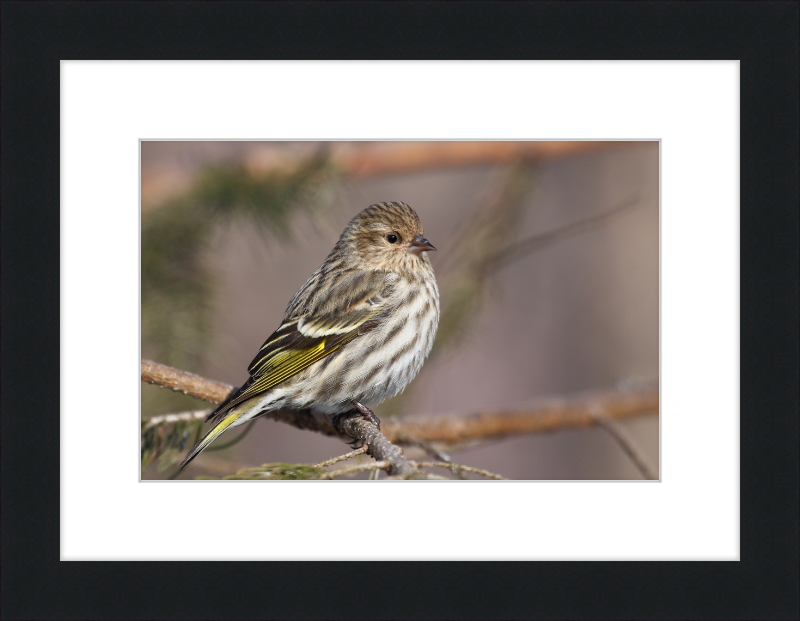 Grey-Brown Pine Siskin - Great Pictures Framed
