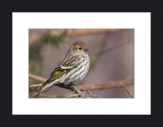 Grey-Brown Pine Siskin - Great Pictures Framed