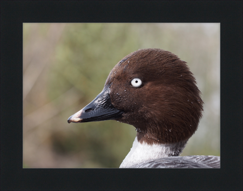 Bucephala Clangula - Female - Great Pictures Framed