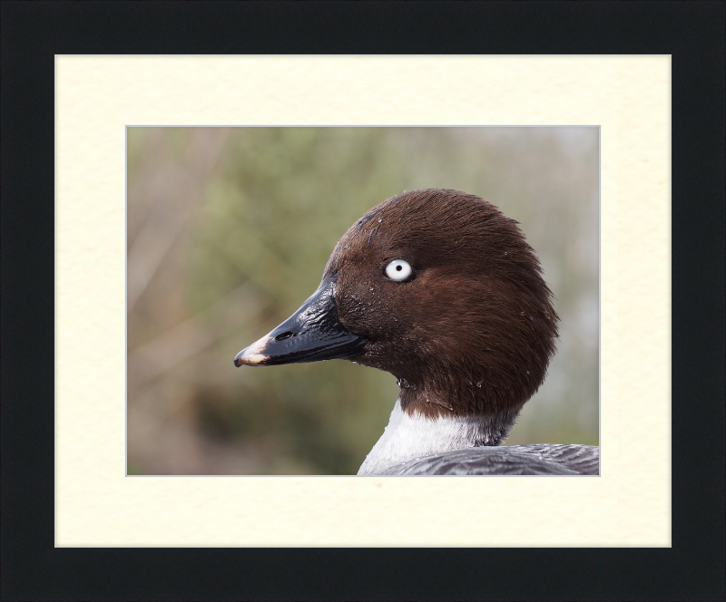 Bucephala Clangula - Female - Great Pictures Framed