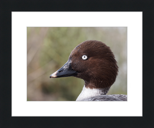 Bucephala Clangula - Female - Great Pictures Framed