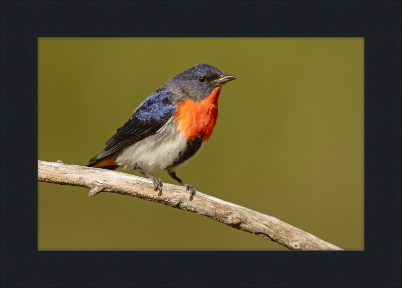 Mistletoebird - Round Hill Nature Reserve - Great Pictures Framed