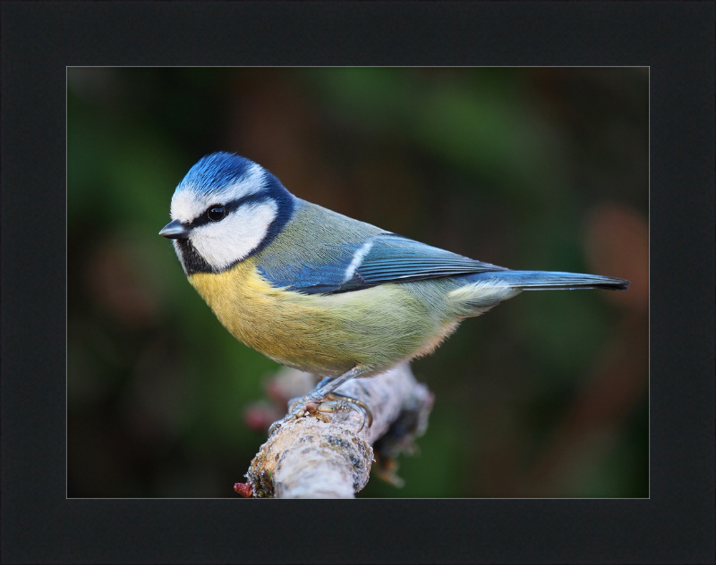 Eurasian Blue Tit Lancashire - Great Pictures Framed