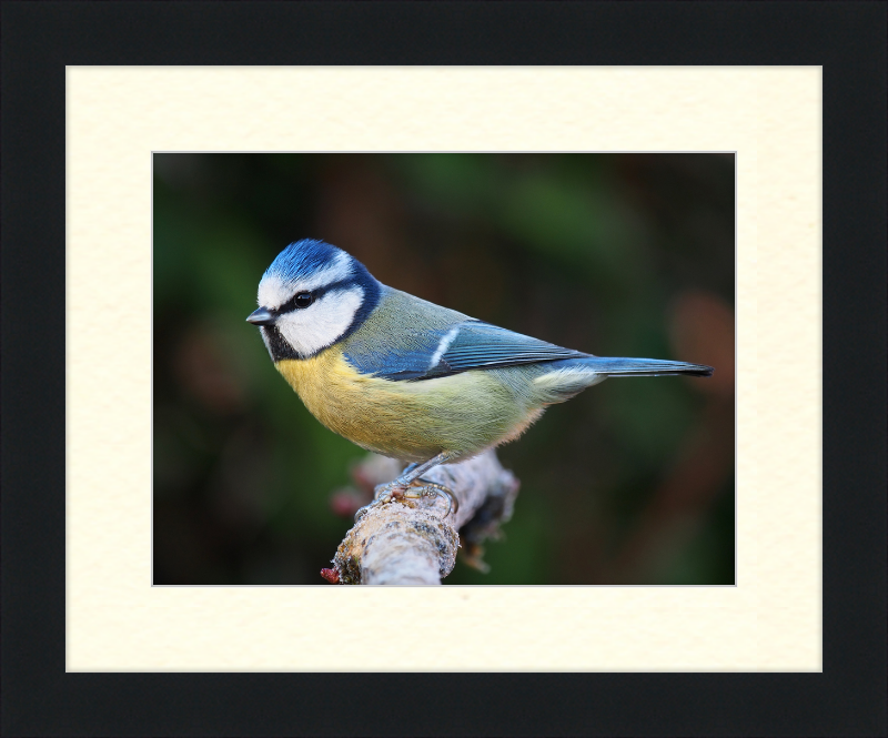 Eurasian Blue Tit Lancashire - Great Pictures Framed