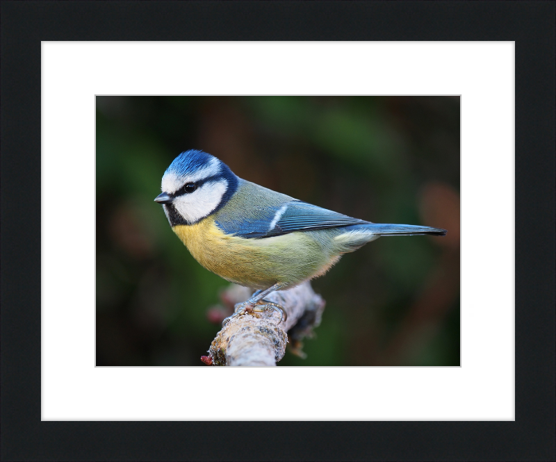 Eurasian Blue Tit Lancashire - Great Pictures Framed