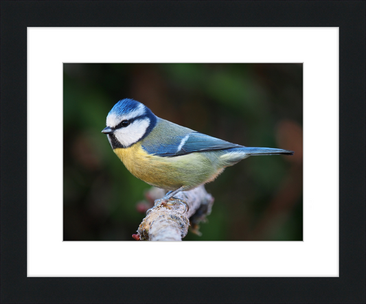 Eurasian Blue Tit Lancashire - Great Pictures Framed
