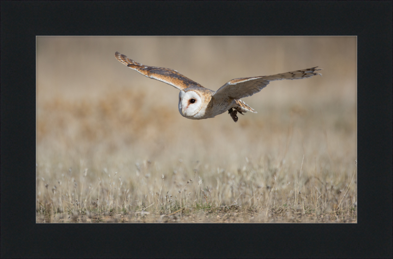 A Barn Owl in Flight - Great Pictures Framed