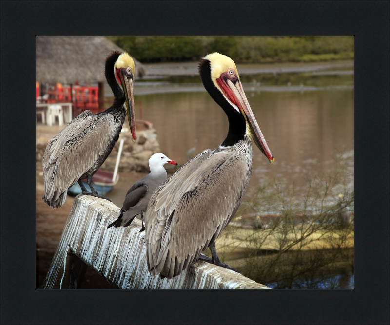 Tres amigos - Great Pictures Framed