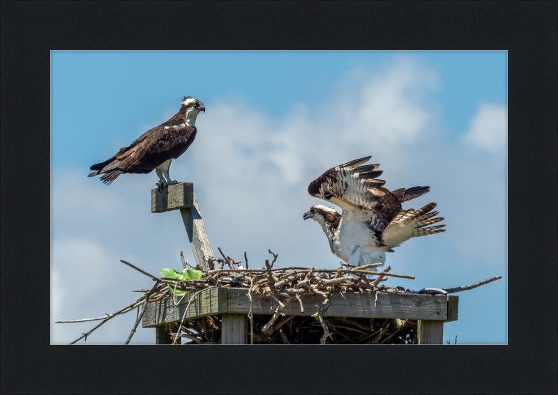 Ospreys in Sandy Hook - Great Pictures Framed