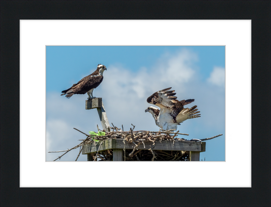 Ospreys in Sandy Hook - Great Pictures Framed