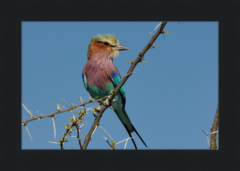 The Lilac-Breasted Roller - Great Pictures Framed