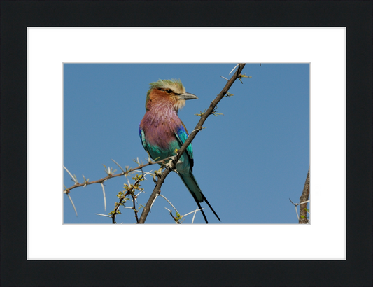 The Lilac-Breasted Roller - Great Pictures Framed