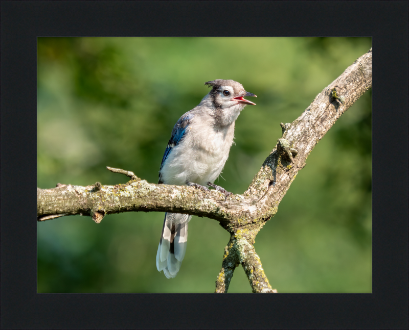 Jay Fledgling in Nature - Great Pictures Framed