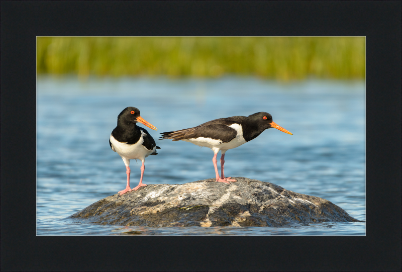 Eurasian Oystercatcher - Haematopus Ostralegus - Great Pictures Framed