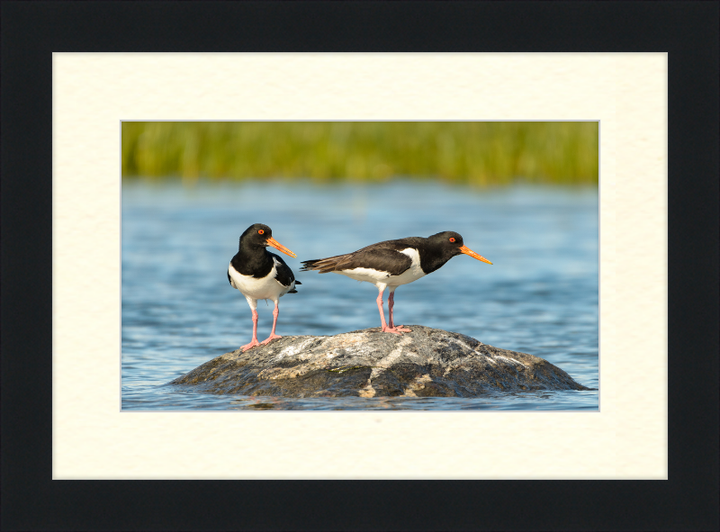 Eurasian Oystercatcher - Haematopus Ostralegus - Great Pictures Framed