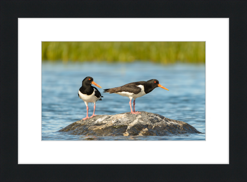 Eurasian Oystercatcher - Haematopus Ostralegus - Great Pictures Framed