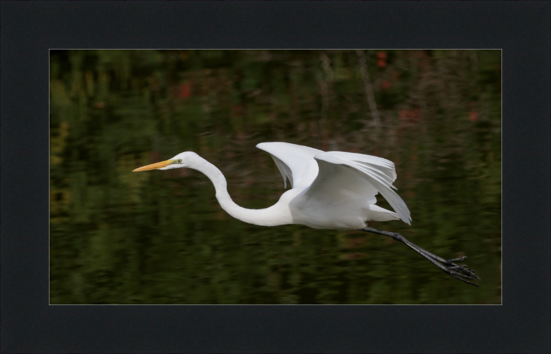 Eastern Great Egret in Flight at Tennaji Park in Osaka. - Great Pictures Framed