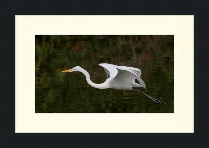 Eastern Great Egret in Flight at Tennaji Park in Osaka. - Great Pictures Framed
