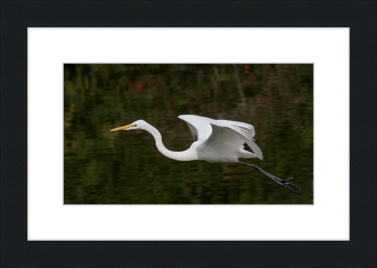 Eastern Great Egret in Flight at Tennaji Park in Osaka. - Great Pictures Framed