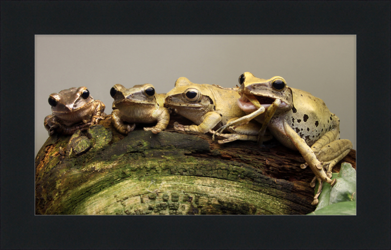 Polypedates Leucomystax Weissbart Ruderfrosch - Great Pictures Framed