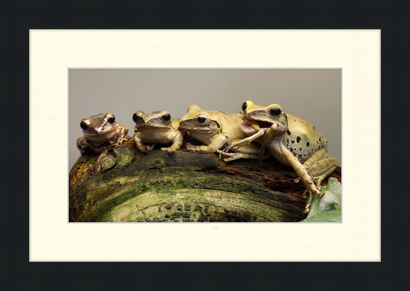 Polypedates Leucomystax Weissbart Ruderfrosch - Great Pictures Framed