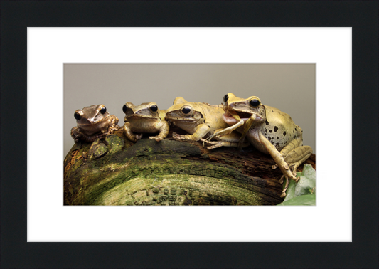 Polypedates Leucomystax Weissbart Ruderfrosch - Great Pictures Framed