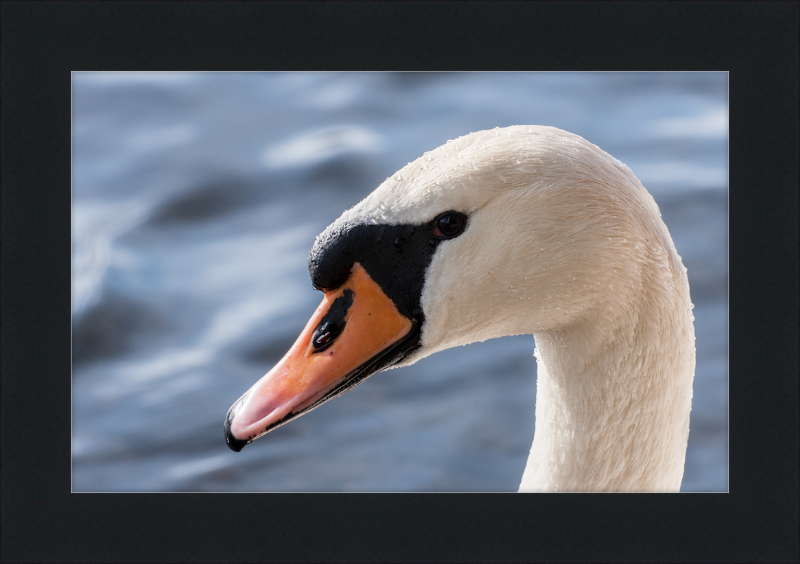 Cygnus olor - Great Pictures Framed