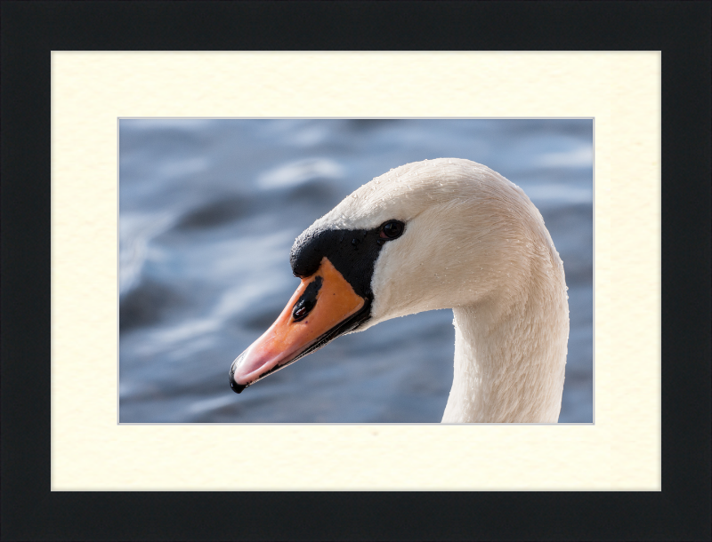 Cygnus olor - Great Pictures Framed