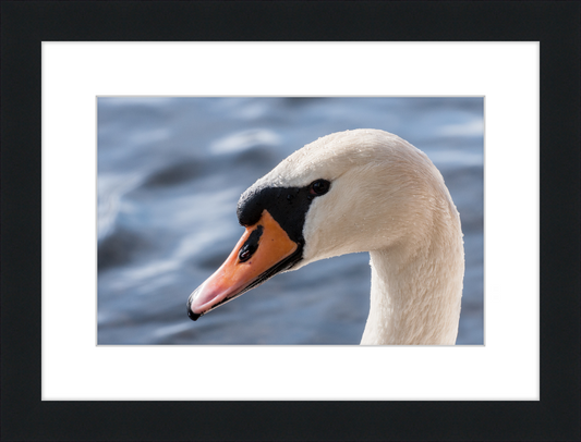 Cygnus olor - Great Pictures Framed