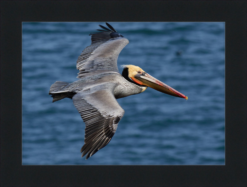 Brown Pelican in Bodega Bay - Great Pictures Framed