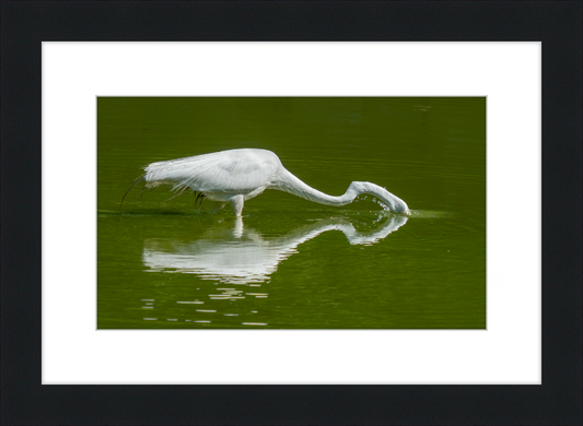 Great Egret - Great Pictures Framed