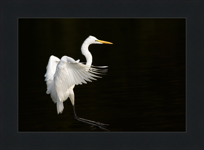 Eastern Great Egret Landing at Tennaji Park in Osaka. - Great Pictures Framed