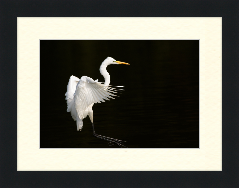 Eastern Great Egret Landing at Tennaji Park in Osaka. - Great Pictures Framed