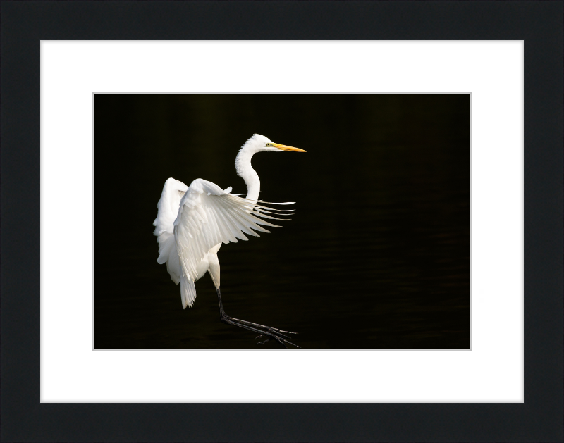 Eastern Great Egret Landing at Tennaji Park in Osaka. - Great Pictures Framed
