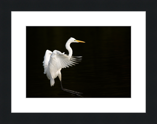 Eastern Great Egret Landing at Tennaji Park in Osaka. - Great Pictures Framed