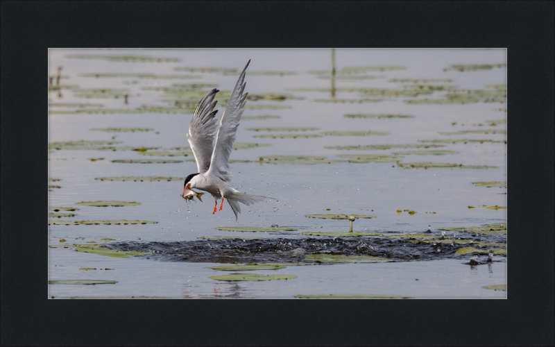 A Common Tern Fishing in the Federseeried Bird Sanctuary - Great Pictures Framed
