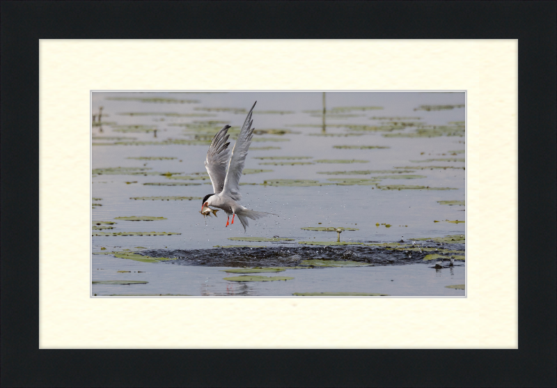 A Common Tern Fishing in the Federseeried Bird Sanctuary - Great Pictures Framed